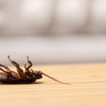 Ridding The Dangerous Of Your Home With Pest Control